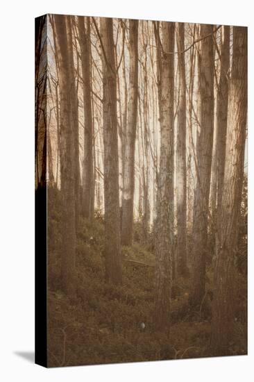 Woods in Sunlight-Steve Allsopp-Stretched Canvas