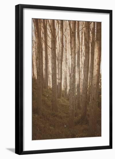 Woods in Sunlight-Steve Allsopp-Framed Photographic Print