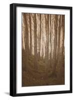 Woods in Sunlight-Steve Allsopp-Framed Photographic Print