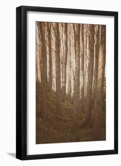 Woods in Sunlight-Steve Allsopp-Framed Photographic Print