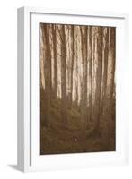 Woods in Sunlight-Steve Allsopp-Framed Photographic Print