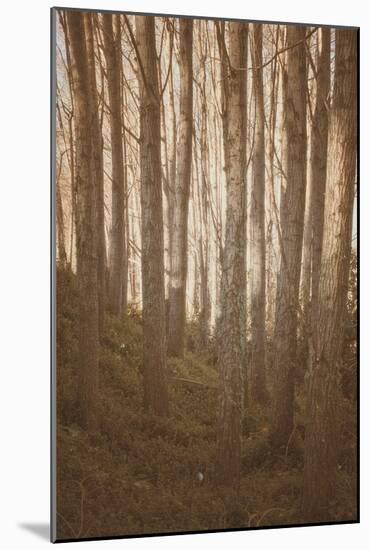 Woods in Sunlight-Steve Allsopp-Mounted Photographic Print