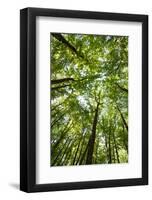 Woods, Shenandoah National Park-Michael Hudson-Framed Giclee Print