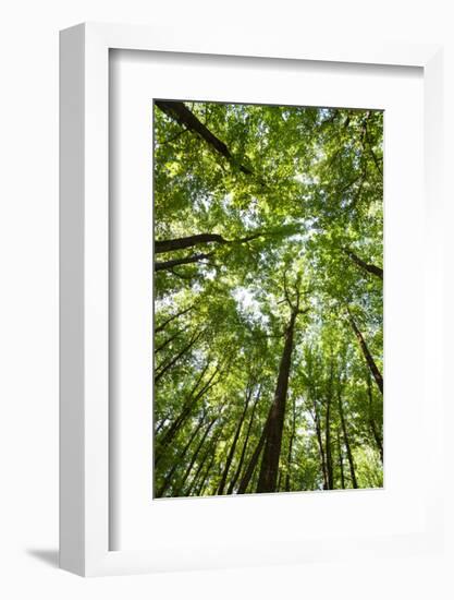 Woods, Shenandoah National Park-Michael Hudson-Framed Giclee Print