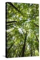 Woods, Shenandoah National Park-Michael Hudson-Stretched Canvas