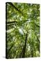Woods, Shenandoah National Park-Michael Hudson-Stretched Canvas