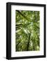 Woods, Shenandoah National Park-Michael Hudson-Framed Art Print