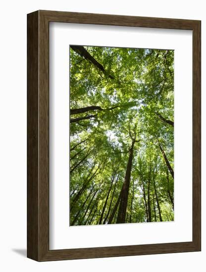 Woods, Shenandoah National Park-Michael Hudson-Framed Art Print