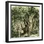 Woods Uk 19th Century-null-Framed Giclee Print