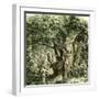 Woods Uk 19th Century-null-Framed Giclee Print