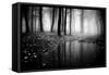 Woods-PhotoINC-Framed Stretched Canvas