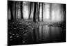 Woods-PhotoINC-Mounted Photographic Print