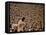 Woodstock, 1970-null-Framed Stretched Canvas