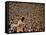 Woodstock, 1970-null-Framed Stretched Canvas