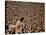 Woodstock, 1970-null-Stretched Canvas