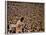 Woodstock, 1970-null-Framed Photo