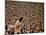 Woodstock, 1970-null-Mounted Photo