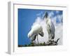 Woodstork Couple in Florida-Frances Gallogly-Framed Photographic Print