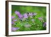 Woody Cranesbill (Geranium Sylvaticum) in Flower, Oesling, Ardennes, Luxembourg, May 2009-Tønning-Framed Photographic Print