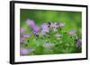 Woody Cranesbill (Geranium Sylvaticum) in Flower, Oesling, Ardennes, Luxembourg, May 2009-Tønning-Framed Photographic Print