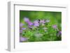 Woody Cranesbill (Geranium Sylvaticum) in Flower, Oesling, Ardennes, Luxembourg, May 2009-Tønning-Framed Photographic Print