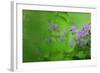 Woody Cranesbill (Geranium Sylvaticum) in Flower, Oesling, Ardennes, Luxembourg, May-Tønning-Framed Photographic Print