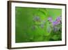 Woody Cranesbill (Geranium Sylvaticum) in Flower, Oesling, Ardennes, Luxembourg, May-Tønning-Framed Photographic Print