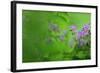 Woody Cranesbill (Geranium Sylvaticum) in Flower, Oesling, Ardennes, Luxembourg, May-Tønning-Framed Photographic Print