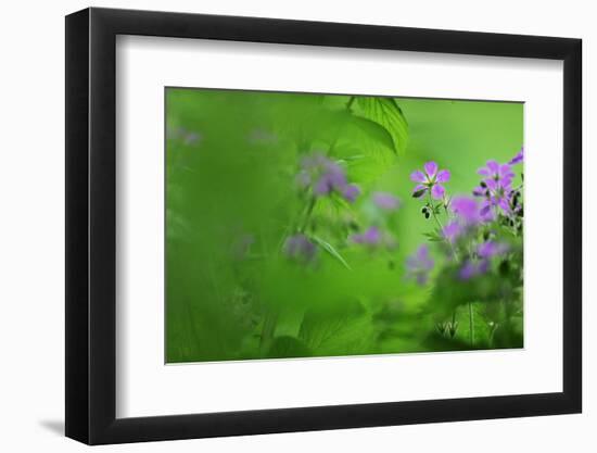 Woody Cranesbill (Geranium Sylvaticum) in Flower, Oesling, Ardennes, Luxembourg, May-Tønning-Framed Photographic Print