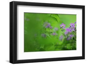 Woody Cranesbill (Geranium Sylvaticum) in Flower, Oesling, Ardennes, Luxembourg, May-Tønning-Framed Photographic Print