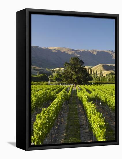 Wooing Tree Vineyard, Cromwell, Central Otago, South Island, New Zealand-David Wall-Framed Stretched Canvas
