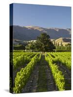 Wooing Tree Vineyard, Cromwell, Central Otago, South Island, New Zealand-David Wall-Stretched Canvas