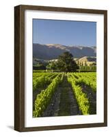 Wooing Tree Vineyard, Cromwell, Central Otago, South Island, New Zealand-David Wall-Framed Photographic Print