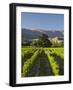 Wooing Tree Vineyard, Cromwell, Central Otago, South Island, New Zealand-David Wall-Framed Photographic Print