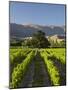 Wooing Tree Vineyard, Cromwell, Central Otago, South Island, New Zealand-David Wall-Mounted Photographic Print