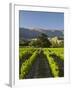 Wooing Tree Vineyard, Cromwell, Central Otago, South Island, New Zealand-David Wall-Framed Photographic Print