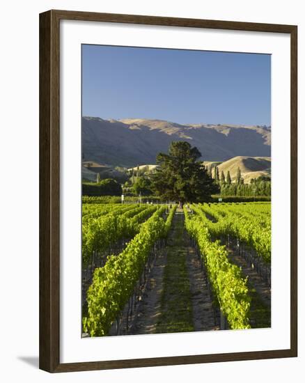 Wooing Tree Vineyard, Cromwell, Central Otago, South Island, New Zealand-David Wall-Framed Photographic Print