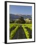 Wooing Tree Vineyard, Cromwell, Central Otago, South Island, New Zealand-David Wall-Framed Photographic Print