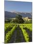 Wooing Tree Vineyard, Cromwell, Central Otago, South Island, New Zealand-David Wall-Mounted Photographic Print