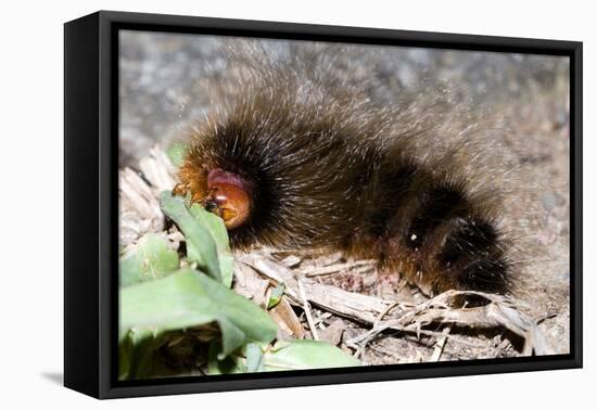Woolly Bear Caterpillar Feeding on Grasses-Alan J. S. Weaving-Framed Stretched Canvas