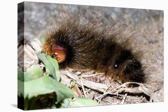 Woolly Bear Caterpillar Feeding on Grasses-Alan J. S. Weaving-Stretched Canvas