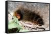 Woolly Bear Caterpillar Feeding on Grasses-Alan J. S. Weaving-Framed Stretched Canvas