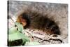 Woolly Bear Caterpillar Feeding on Grasses-Alan J. S. Weaving-Stretched Canvas