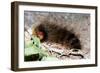 Woolly Bear Caterpillar Feeding on Grasses-Alan J. S. Weaving-Framed Photographic Print