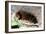 Woolly Bear Caterpillar Feeding on Grasses-Alan J. S. Weaving-Framed Photographic Print