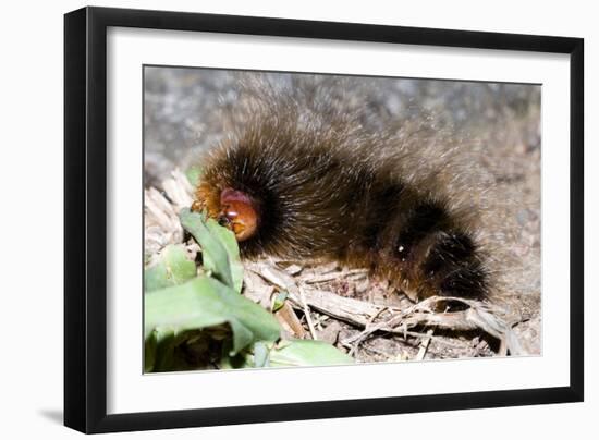 Woolly Bear Caterpillar Feeding on Grasses-Alan J. S. Weaving-Framed Photographic Print