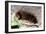 Woolly Bear Caterpillar Feeding on Grasses-Alan J. S. Weaving-Framed Photographic Print