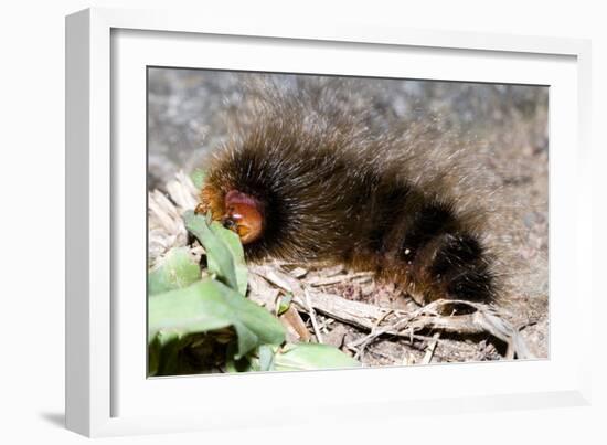 Woolly Bear Caterpillar Feeding on Grasses-Alan J. S. Weaving-Framed Photographic Print