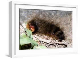 Woolly Bear Caterpillar Feeding on Grasses-Alan J. S. Weaving-Framed Photographic Print