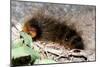 Woolly Bear Caterpillar Feeding on Grasses-Alan J. S. Weaving-Mounted Photographic Print